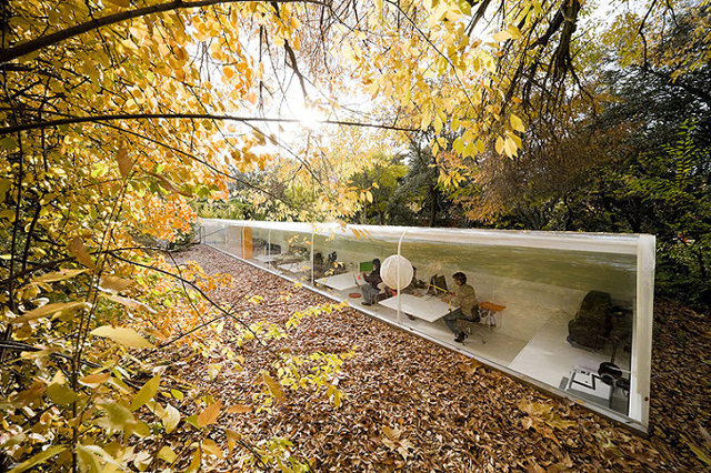 How Your Workplace Can Benefit From Biophilic Design